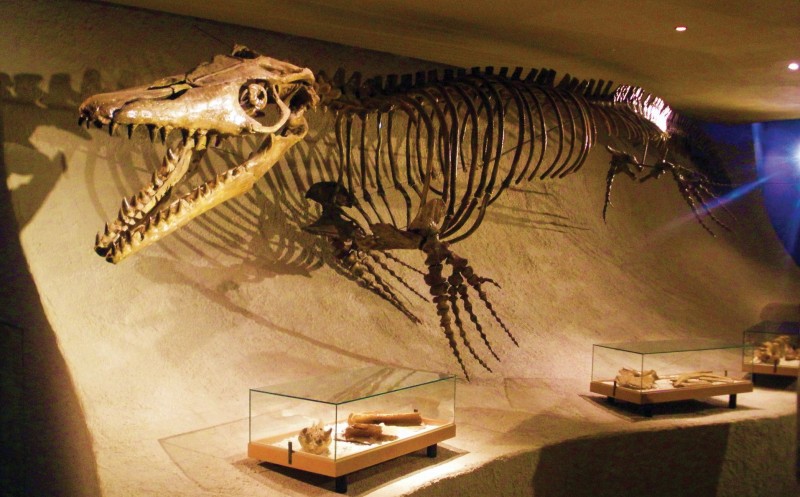 Natuurhistorisch Museum Maastricht